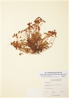 藏品(黃花虎耳草)的圖片